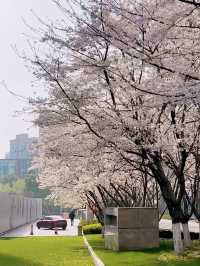 南京賞櫻保姆級攻略（附路線）