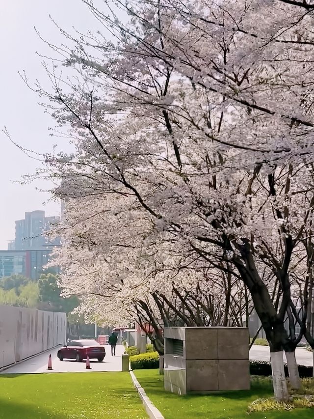 南京賞櫻保姆級攻略（附路線）