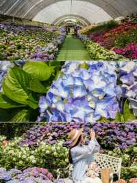 東莞賞花｜油畫般嘅現實繡球花海