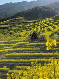 婺源 | 油菜花田的金色童話