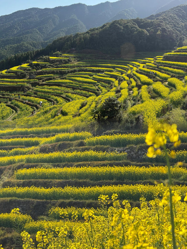婺源 | 油菜花田的金色童話 婺源 | 油菜花田的金色童話