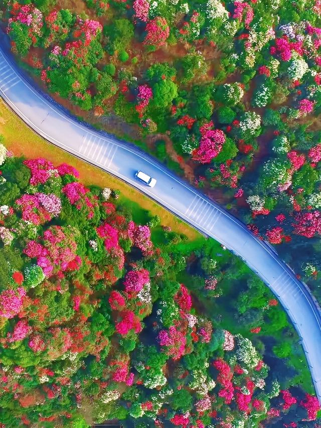 畢節旅遊攻略