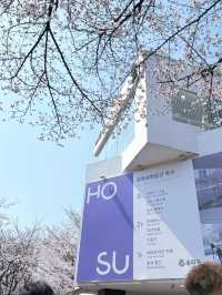 🌸春日限定 | 首爾石村湖浪漫櫻花季