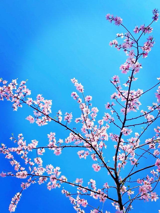 九江賞桃花春日特別攻略：邂逅江南最柔軟嘅粉紅色