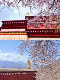 春季賞桃花圖鑑：拉薩行