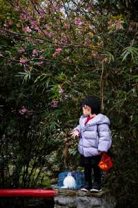 剛登上央視的明月山櫻花花海現狀是……