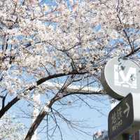 🌸武漢櫻花公交站，邂逅限定春日浪漫！