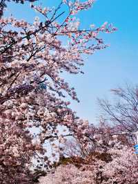 春日限定|喺武漢嚟一場櫻花之約