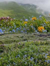 五月等我哋奔向昆明嘅「雲端花海牧場」
