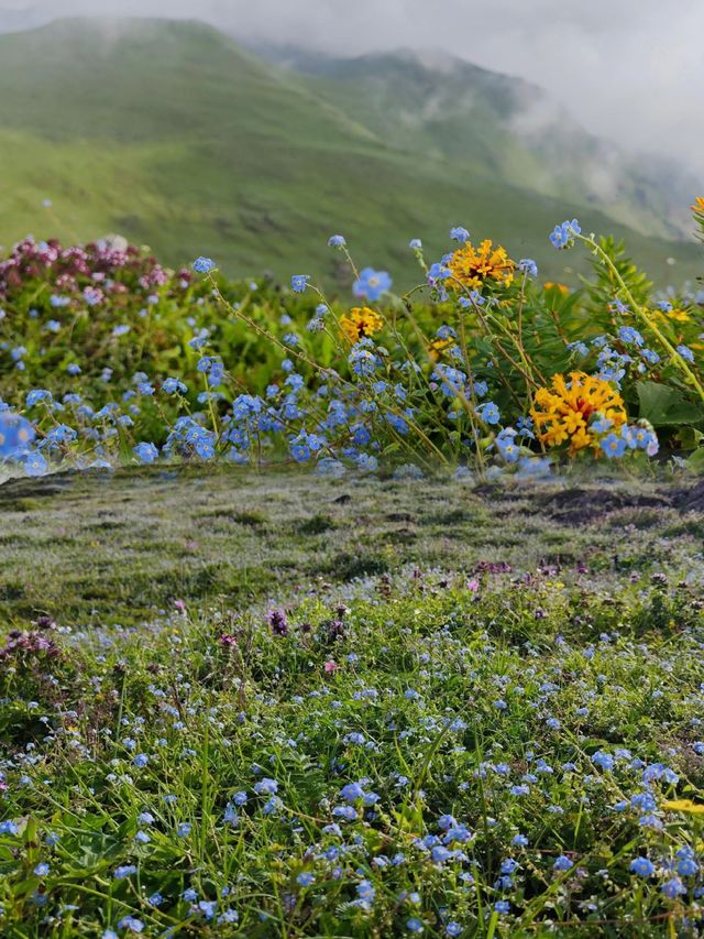 五月等我哋奔向昆明嘅「雲端花海牧場」