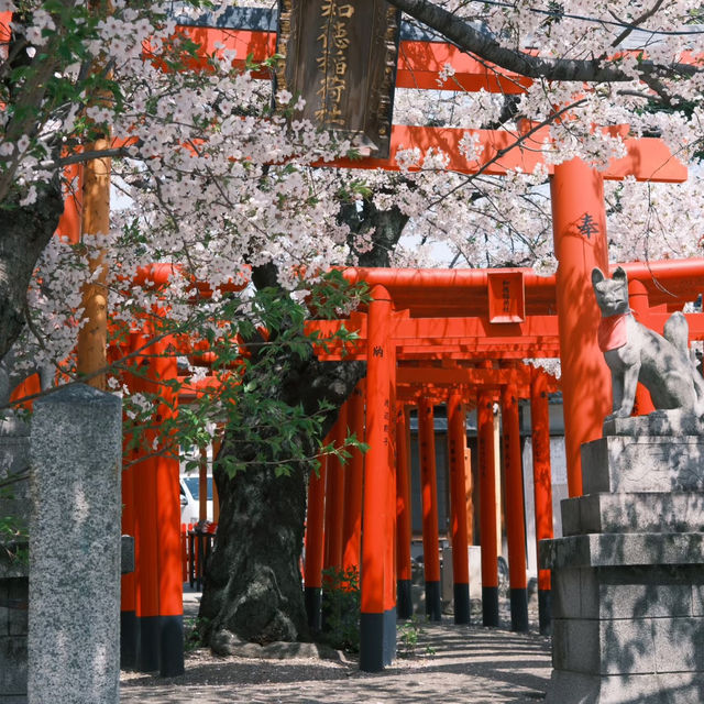 名古屋隱藏版賞櫻秘境！祐德稻荷神社太絕了！ 