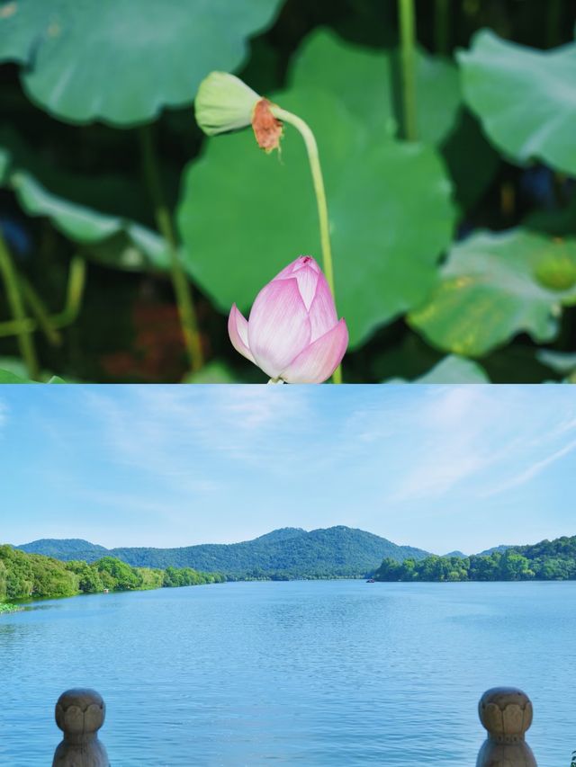 曲院風荷，夏日杭州嘅清涼秘境