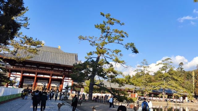 奈良東大寺，千年古剎的寂靜詩篇