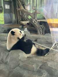 PANDA PANDA熊猫🐼好可爱～