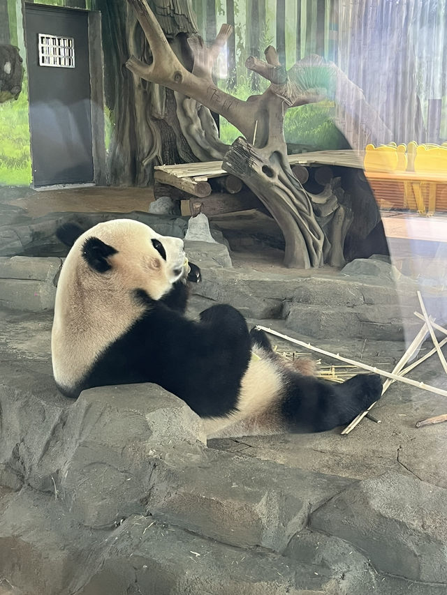 PANDA PANDA熊猫🐼好可爱～