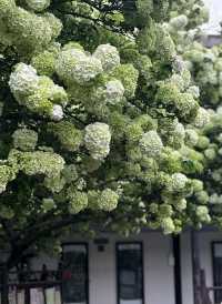 蘇州人偷偷去嘅後花園！常熟2日秋色封神