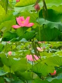 荷香民俗園 | 藏喺鄉間嘅煙火寶藏地