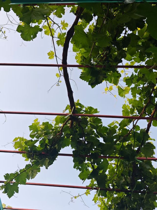 伊寧市 ｜除咗快樂佢咩都俾唔到你