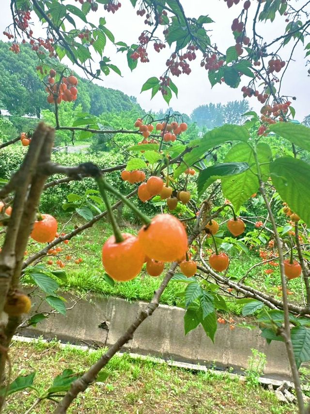 錯過等一年！六月揚州的浪漫已到達天花板