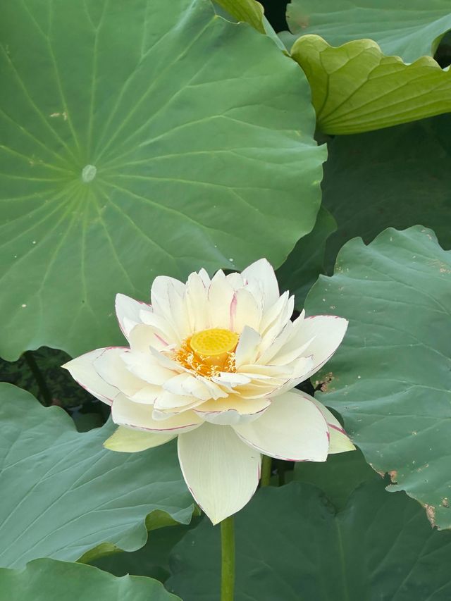 現實版山水田園詩‖荷香靜謐 登高望遠～