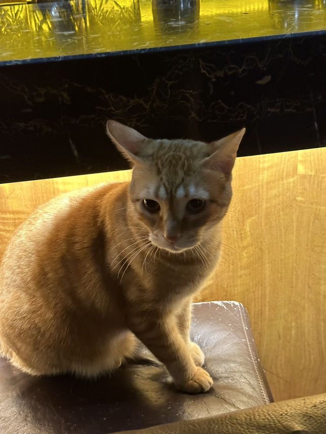 美食頻道私藏嘅深夜烏托邦
