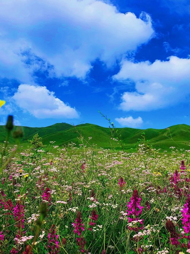 若爾蓋草原騎馬天堂