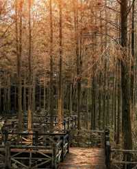 南寧狮山公園拍照秘境分享