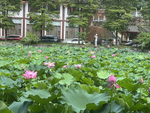 夏日賞荷，感受一份美好與寧靜