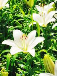 瀋水灣，邂逅百合花嘅浪漫之約