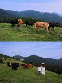 在湖北！21º嘅高山草原，夏天真係舒服到震～