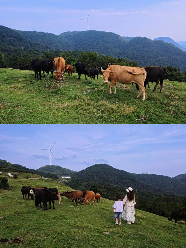 在湖北！21º嘅高山草原，夏天真係舒服到震～