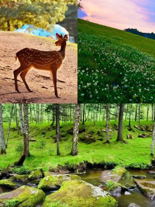 Hegang, a Top Travel Destination from August to September