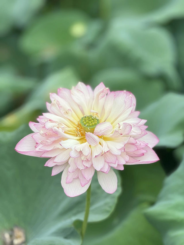 盛夏時節，一定要去一趟廣州蓮花山啊