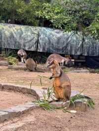 Taronga Zoo遊覽攻略