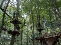 Thrilling Experience at Tree Tops High Ropes Adventure