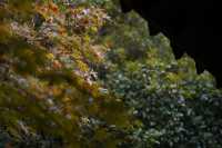 在千島湖燕山，收藏一份古園林的靜謐秋光