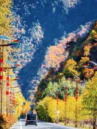 川西的秋天！比起九寨溝，我更愛這免費彩林！