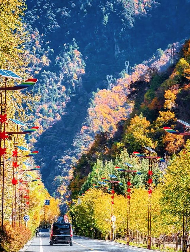 川西的秋天！比起九寨溝，我更愛這免費彩林！