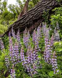 美國印第安納沙丘國家公園3日旅遊攻略