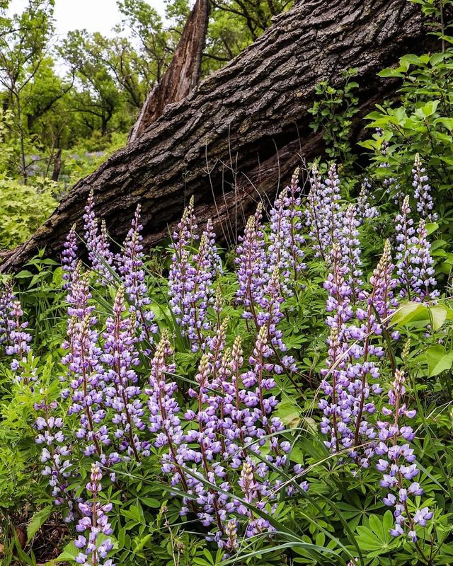 美國印第安納沙丘國家公園3日旅遊攻略 美國印第安納沙丘國家公園3日旅遊攻略