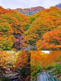 光霧山賞秋指南美到窒息的紅葉天花板在此！