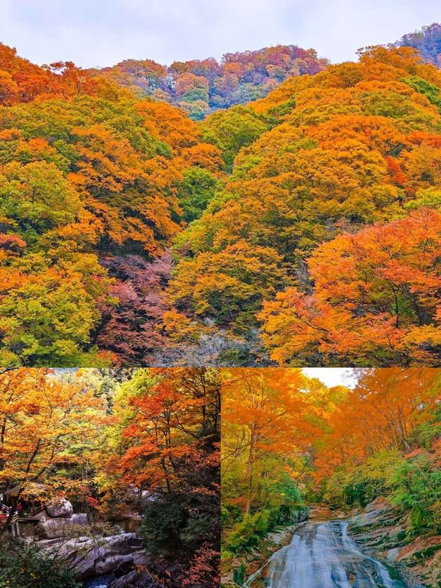 光霧山賞秋指南美到窒息的紅葉天花板在此！