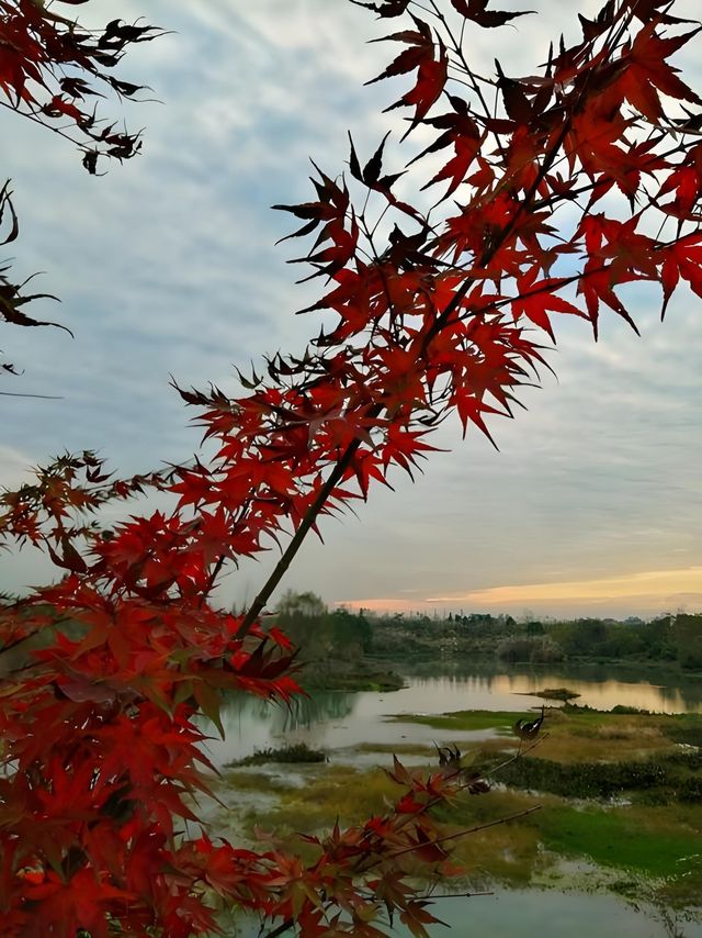 解鎖魯家灘濕地公園的隱藏玩法，邂逅自然與歡樂的完美融合