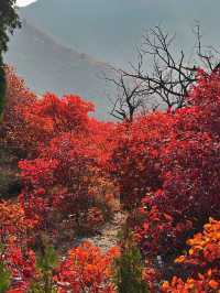 濟南劈山秋日攻略｜免費紅葉秘境，徒步即入油畫