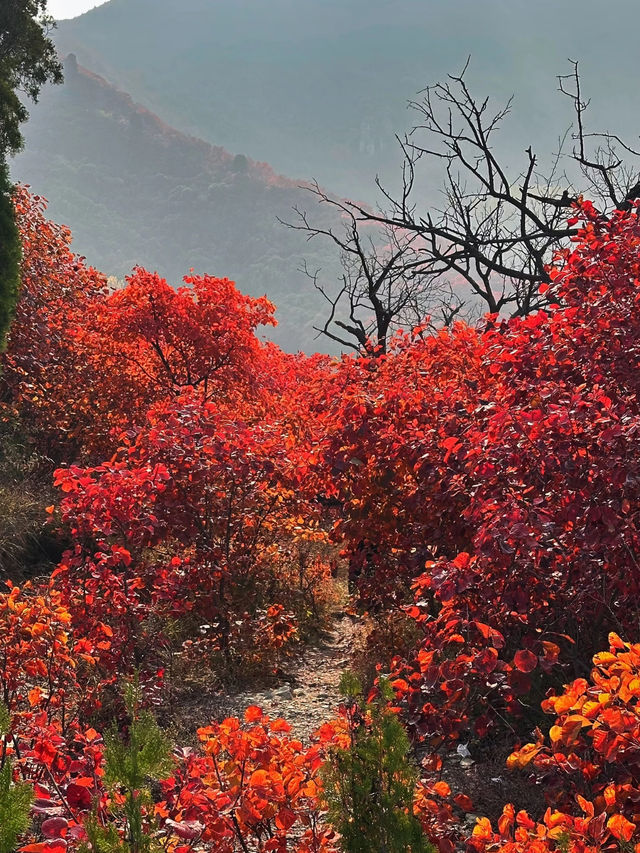 濟南劈山秋日攻略｜免費紅葉秘境，徒步即入油畫