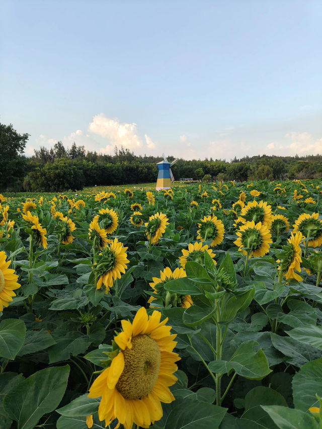 廈門翔安香山向日葵花海打卡全攻略