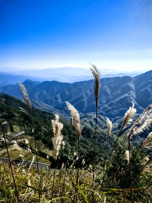信宜李鄉竹海旅遊度假區