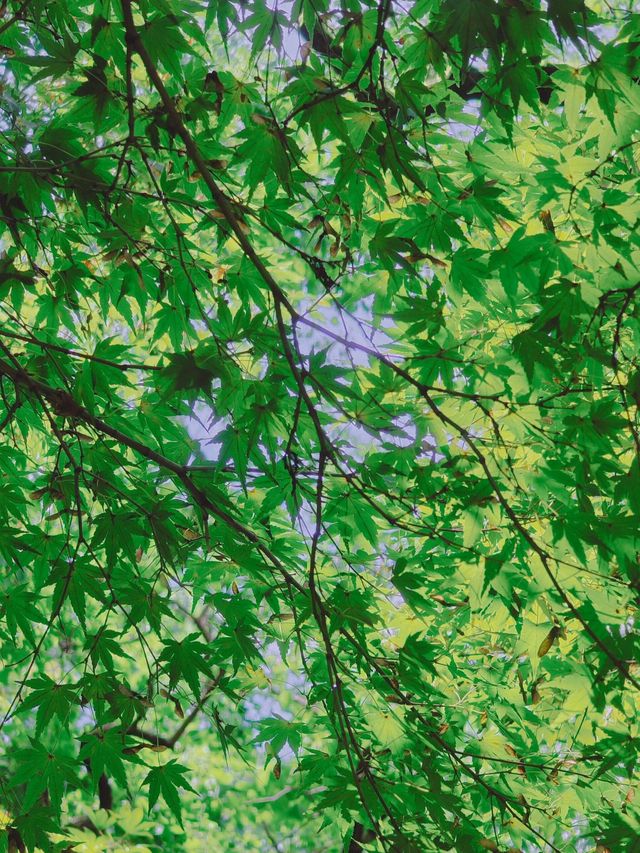 魔都寶藏植物園！櫻花季拍照美到犯規
