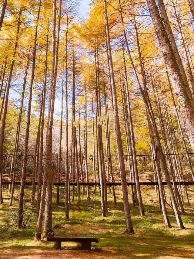 留壩紅葉秦嶺南麓的秋日童話，限時綻放