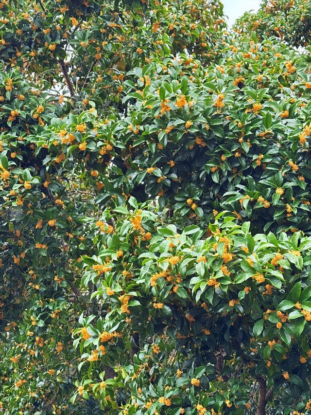蘇州西山島桂花盛放|一整季的甜香,終於漫滿太湖岸 蘇州西山島桂花盛放|一整季的甜香,終於漫滿太湖岸